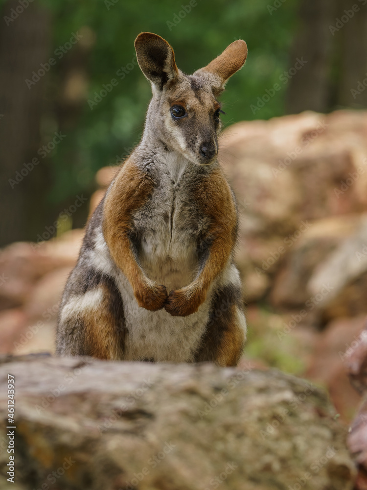 Naklejka premium Inquisitive wallaby on the rock