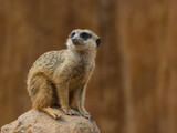 Meerkat guardian sitting on the rock