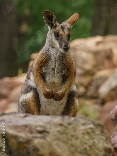 Inquisitive wallaby on the rock © Honza123
