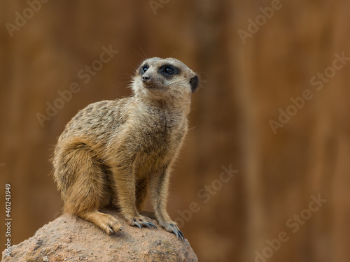 Meerkat guardian sitting on the rock © Honza123