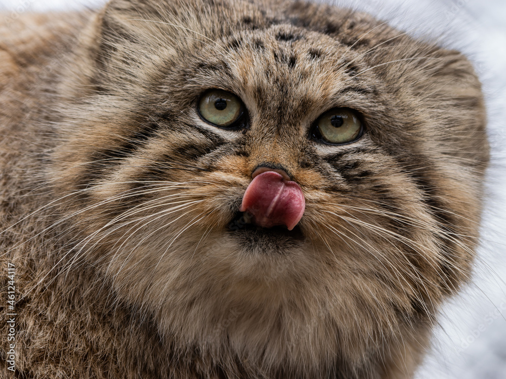 Pallas's cat, also called the Manul in winter coat