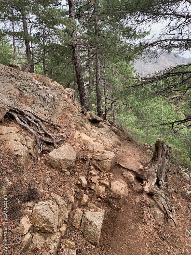 Naklejka premium Troncs de pins sur le GR20 Corse