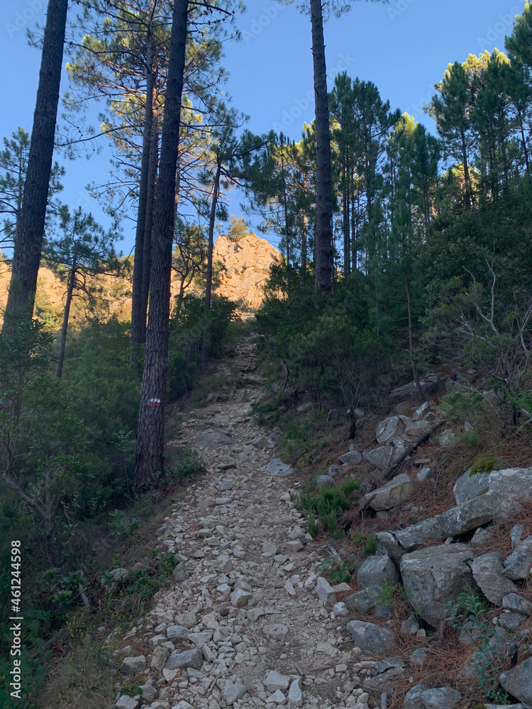 Fototapeta premium Sentier entre les troncs sur le GR20 en corse