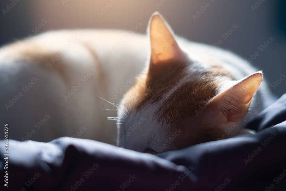 Beautiful cat sleeping,Cats rest napping on bed. Comfortable pets sleep at cozy home,soft focus