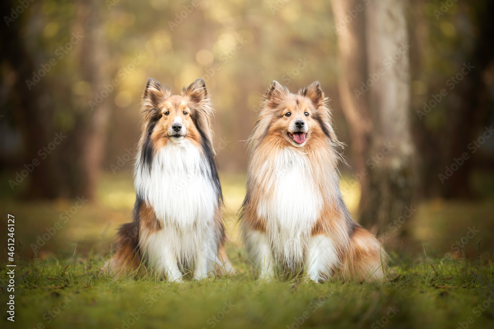 Two Sheltie dogs in park  sunset bokeh portrait