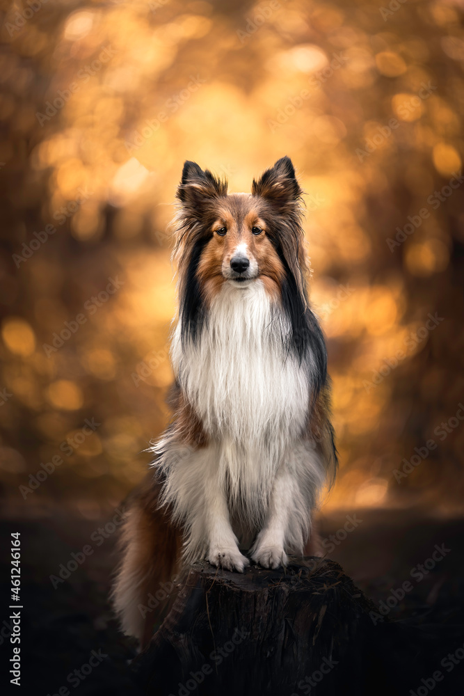 Sheltie dog in park bokeh sunset shetland sheepdog