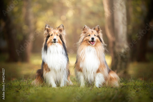 Two Sheltie dogs in park  sunset bokeh portrait photo