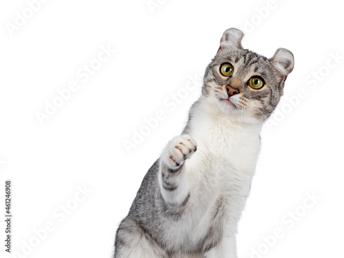 Head shot of Adult American Curl Shorthair cat, sitting up facing camera with one paw up. Looking away from camera. Isolated on a white background.