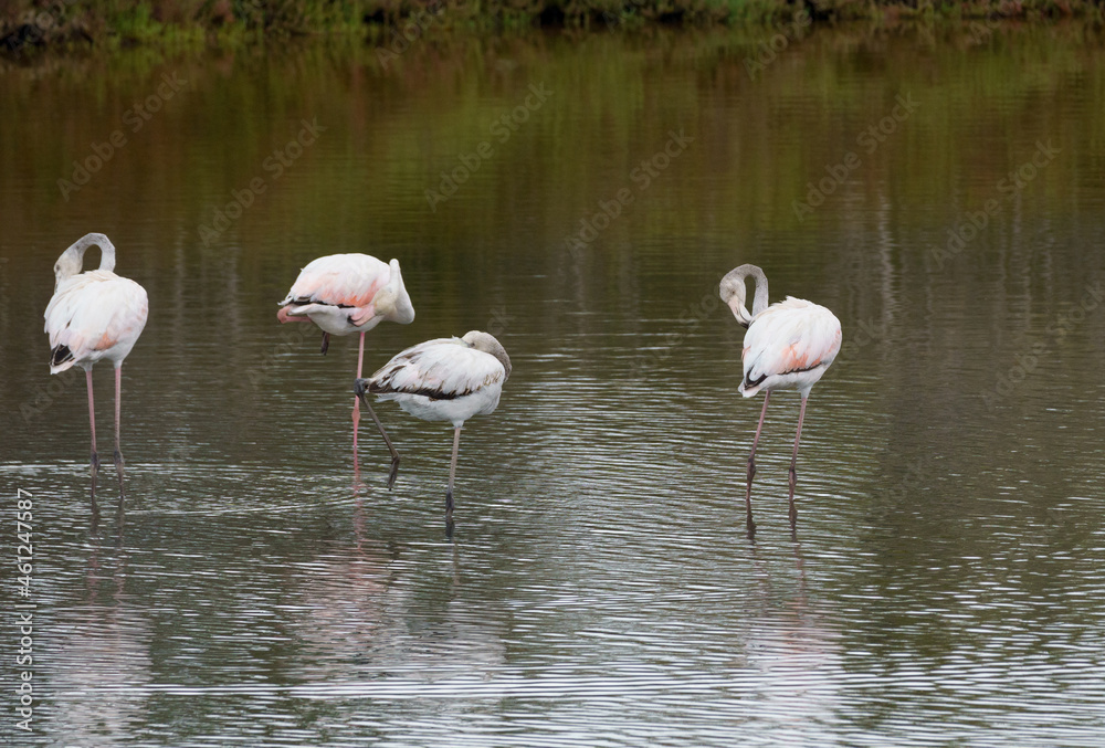 Grupo de tres flamencos en el estanque de un parque en Málaga
