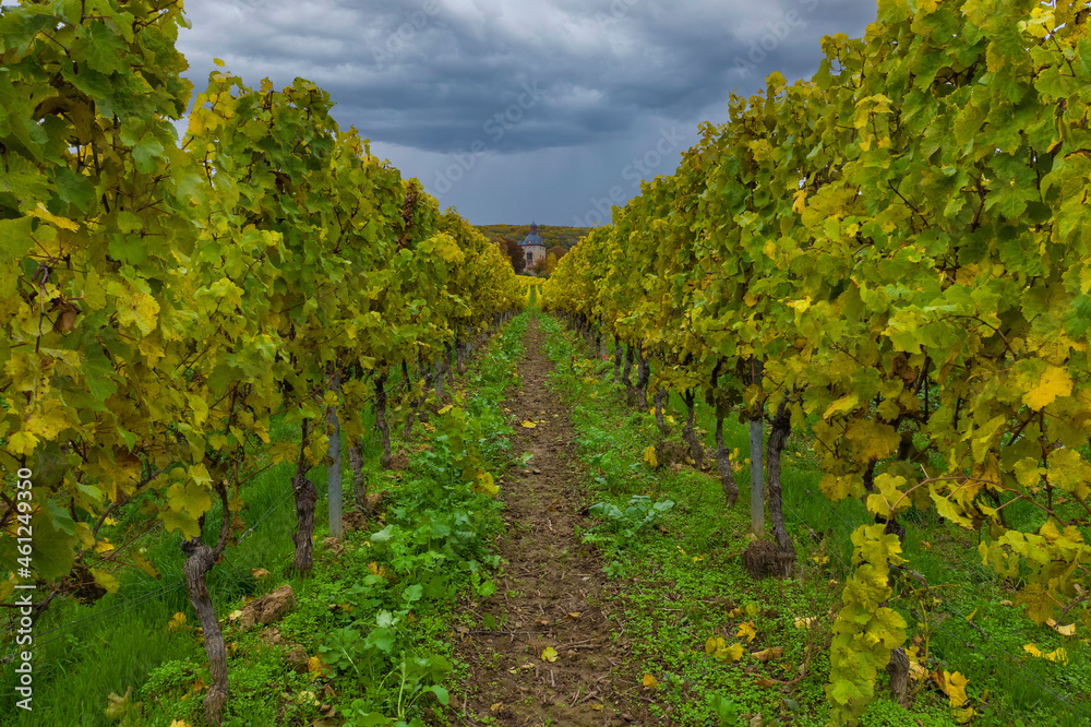 View through rows of vines in autumn near Oestrich-Winkel / Germany with the tower of Schloss Vollrads in the background 