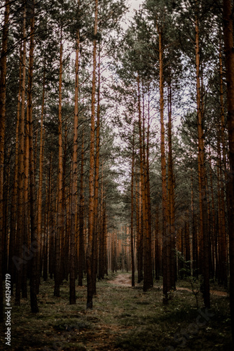 forest in autumn