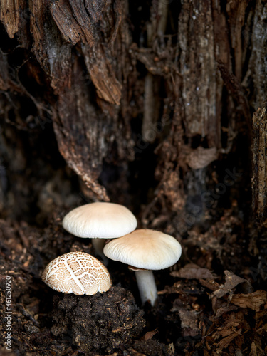 mushrooms grow inside a poplar tree
