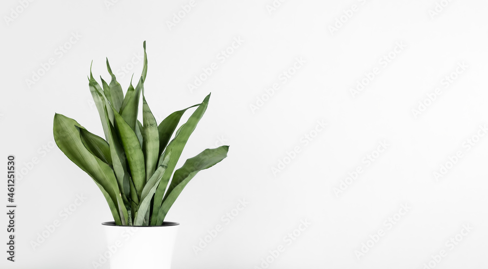 Sansevieria plant in a white flower pot on a white background. The home plant of Sansevieria trifa. The concept of home gardening. Selective focus. Banner Sansevieria plant in a white flower pot on a white background. The home plant of Sansevieria trifa. The concept of home gardening. Selective focus. Banner
