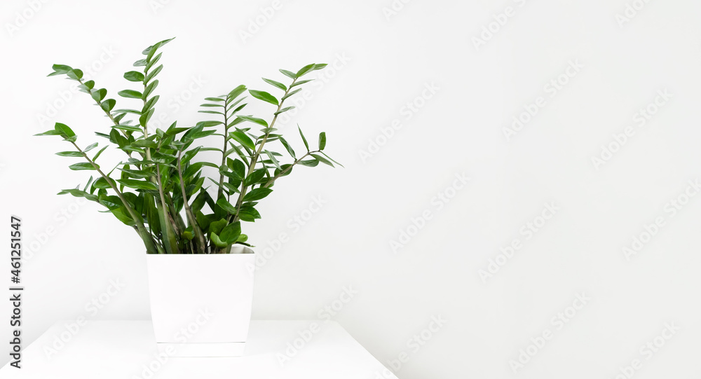 A beautiful zamiokulkas plant in a white flower pot stands on a white pedestal on a white background. Stylish minimalistic interior. Selective focus