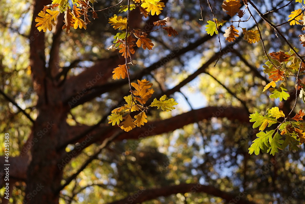 hojas otoño hojas otoño