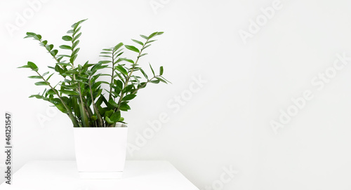A beautiful zamiokulkas plant in a white flower pot stands on a white pedestal on a white background. Stylish minimalistic interior. Selective focus © Marina Kaiser