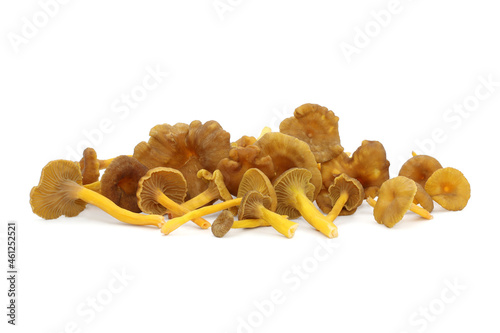A bunch of wild edible funnel chanterelle mushrooms lie on a white background. Brown caps with decurrent pale gills and yellow hollow stalks. Craterellus tubaeformis aka yellowfoot or winter mushroom. photo
