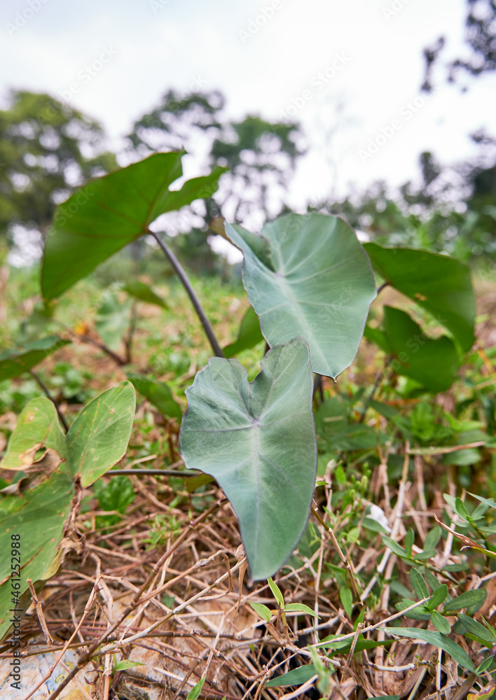 Obraz premium small taro plant grows wild in the garden