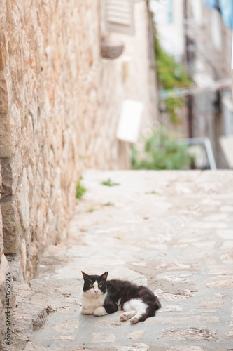 Cat in Dubrovnik old town. Rector's Palace in Dubrovnik is one of the main attractions in Croatia. Most people visit the old town filled with restaurants, museums, ancient palaces and cathedrals.