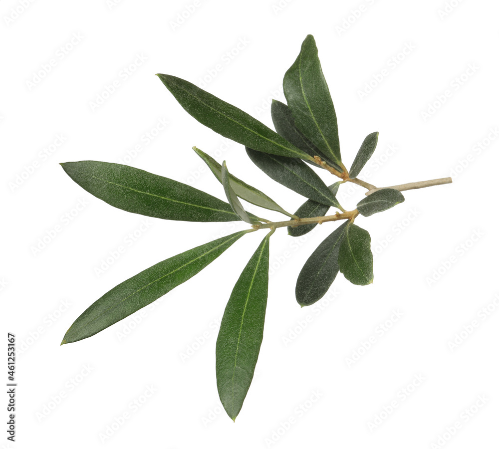 Olive tree branch with green leaves on white background