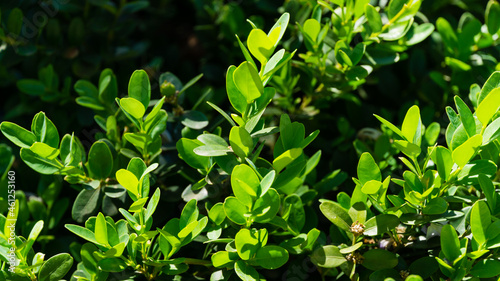 Close-up of green foliage of boxwood Buxus microphylla,  the Japanese box or littleleaf box  in Arboretum Park Southern Cultures in Sirius (Adler) Sochi. photo