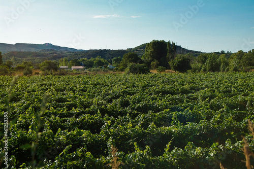 Vi  edos del   rea de cultivo del Somontano con D.O. del mismo nombre  que tiene como centro la localidad de Barbastro  Huesca  Arag  n.