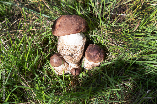 A group of edible boletus mushrooms grows in the green grass.