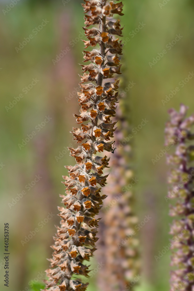 Fototapeta premium Iranian germander