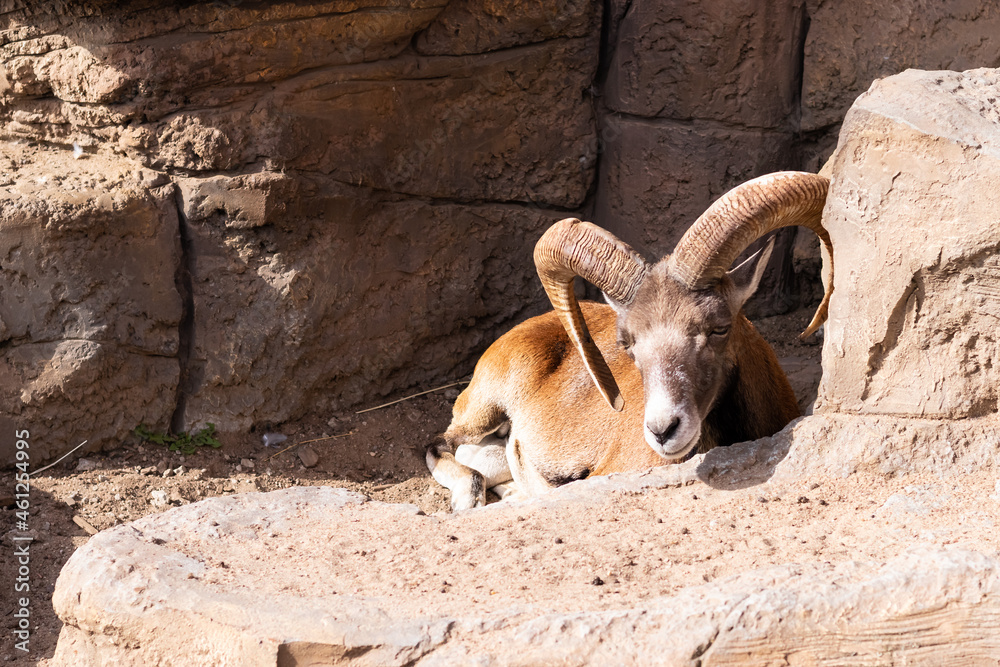goat in the zoo goat in the zoo