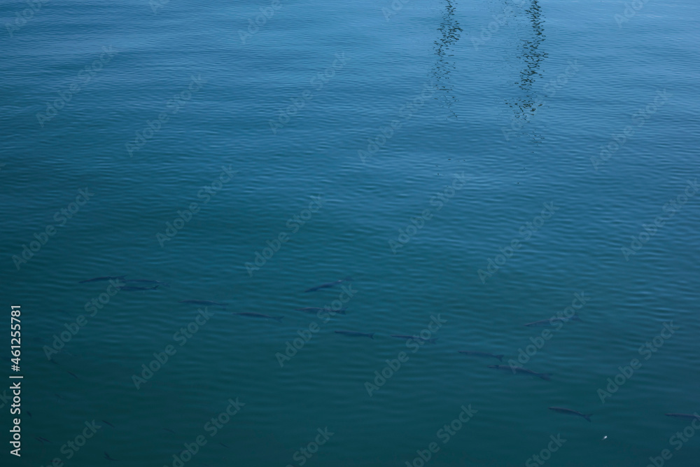 Fototapeta premium Peces en el mar.