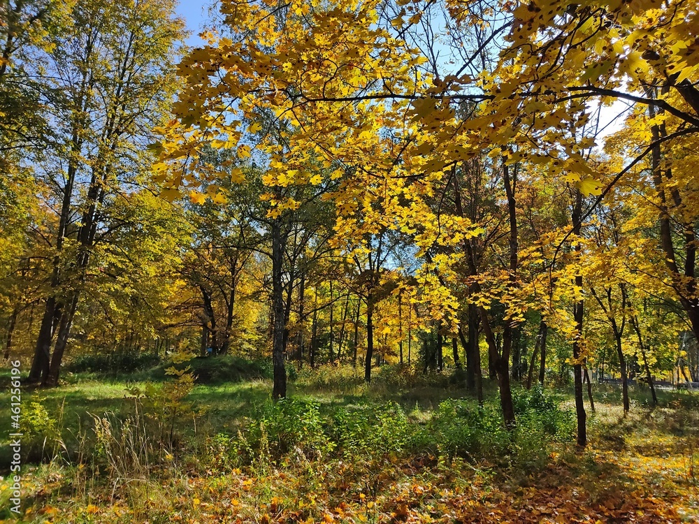 Autumn forest in sunny weather. Landscape with yellow tree crowns and golden leaves. Seasons. October plein air in Belarus.
Autumn forest in sunny weather. Landscape with yellow tree crowns and golden leaves. Seasons. October plein air in Belarus.