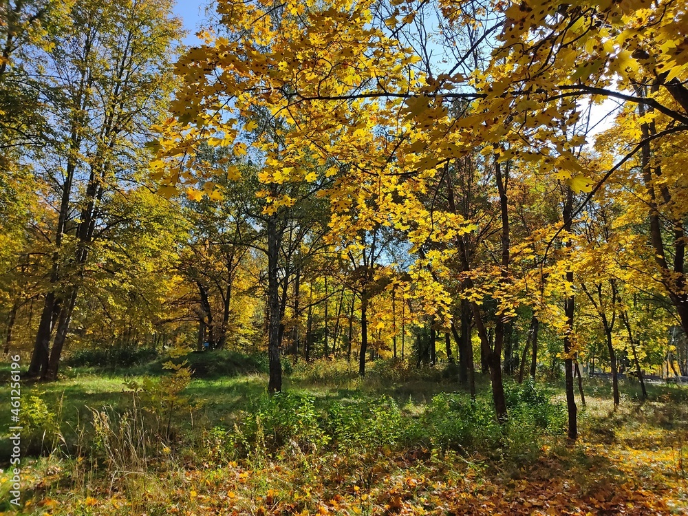 Autumn forest in sunny weather. Landscape with yellow tree crowns and golden leaves. Seasons. October plein air in Belarus.
