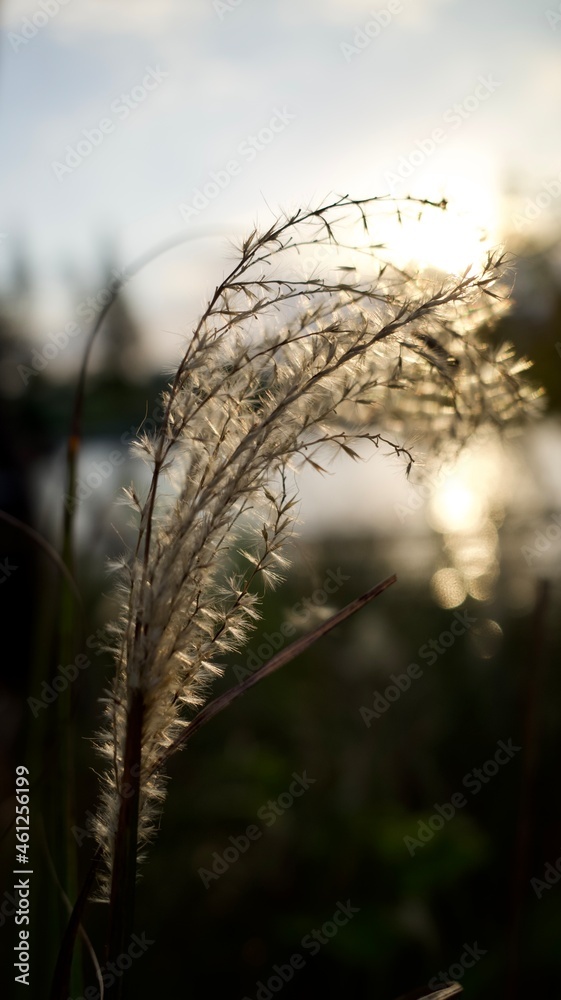 Obraz premium sunset in the grass