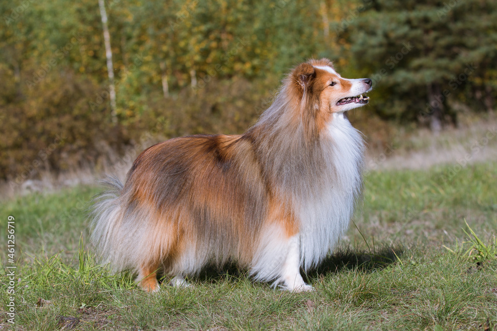 Cute, smiling fluffy sable white shetland sheepdog, little sheltie portrait on green grass field. Wonderful oldie little collie, famoius lassie movie hero with gray lashes. Attentive, smart breed Cute, smiling fluffy sable white shetland sheepdog, little sheltie portrait on green grass field. Wonderful oldie little collie, famoius lassie movie hero with gray lashes. Attentive, smart breed