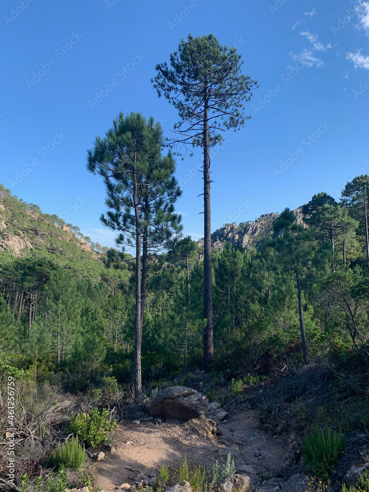 Obraz premium Pins chemin du GR20 en Corse