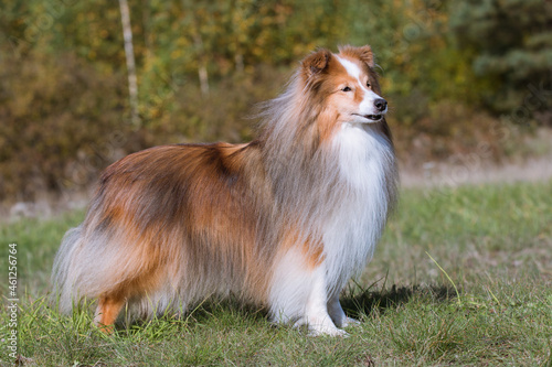 Cute, smiling fluffy sable white shetland sheepdog, little sheltie portrait on green grass field. Wonderful oldie little collie, famoius lassie movie hero with gray lashes. Attentive, smart breed