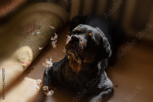 Feathers fly in front of the pet s nose. A male Rottweiler dog l