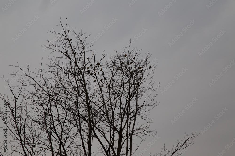 silhouette birds on tree