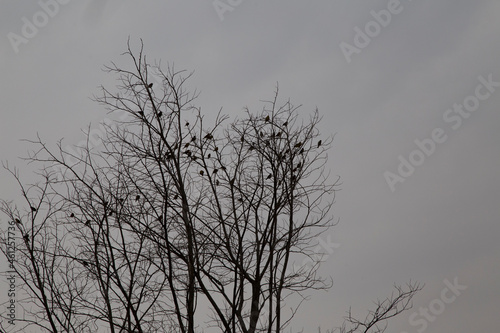 silhouette birds on tree