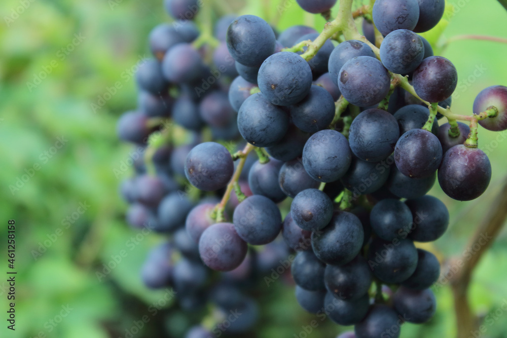 grapes on vine