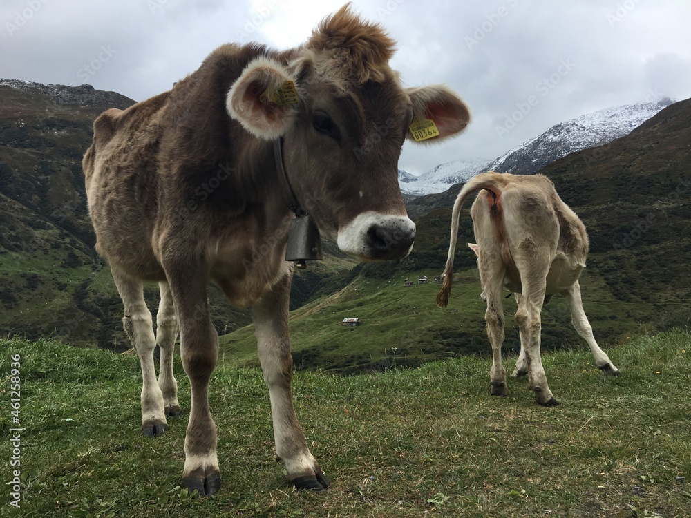 cows in the mountains cows in the mountains