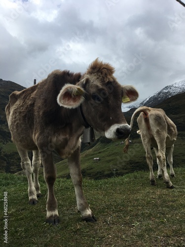 Wallpaper Mural cows in the mountains Torontodigital.ca