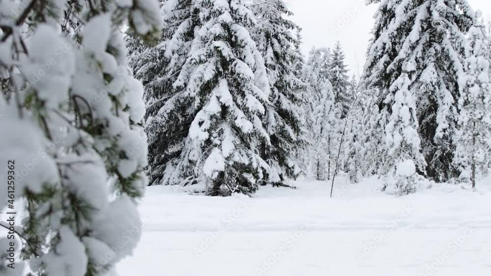 beautiful winter forest with spruce or pine trees under snow beautiful winter forest with spruce or pine trees under snow
