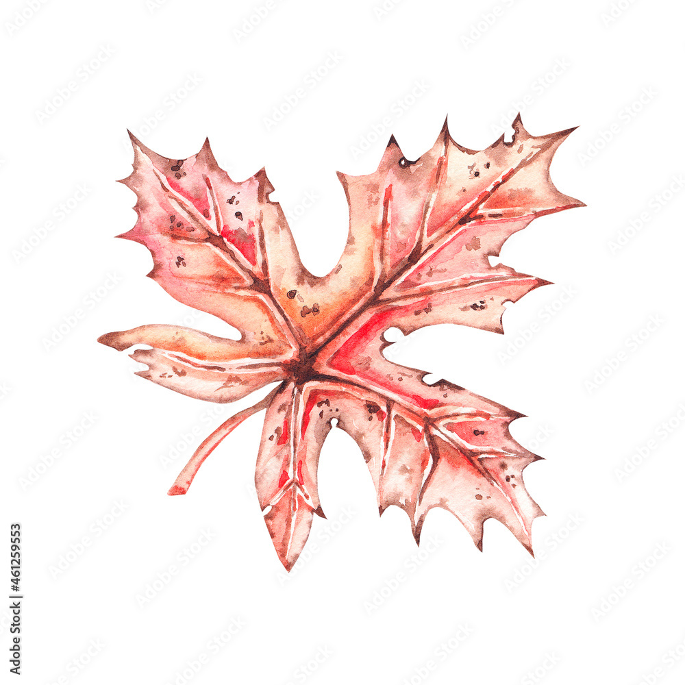 Naklejka premium Watercolor maple leaf on white background 1