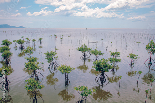 Closeup shot of  Mangrove tree saplings planted in the forest of Trapeang Sangkae in Kampot photo