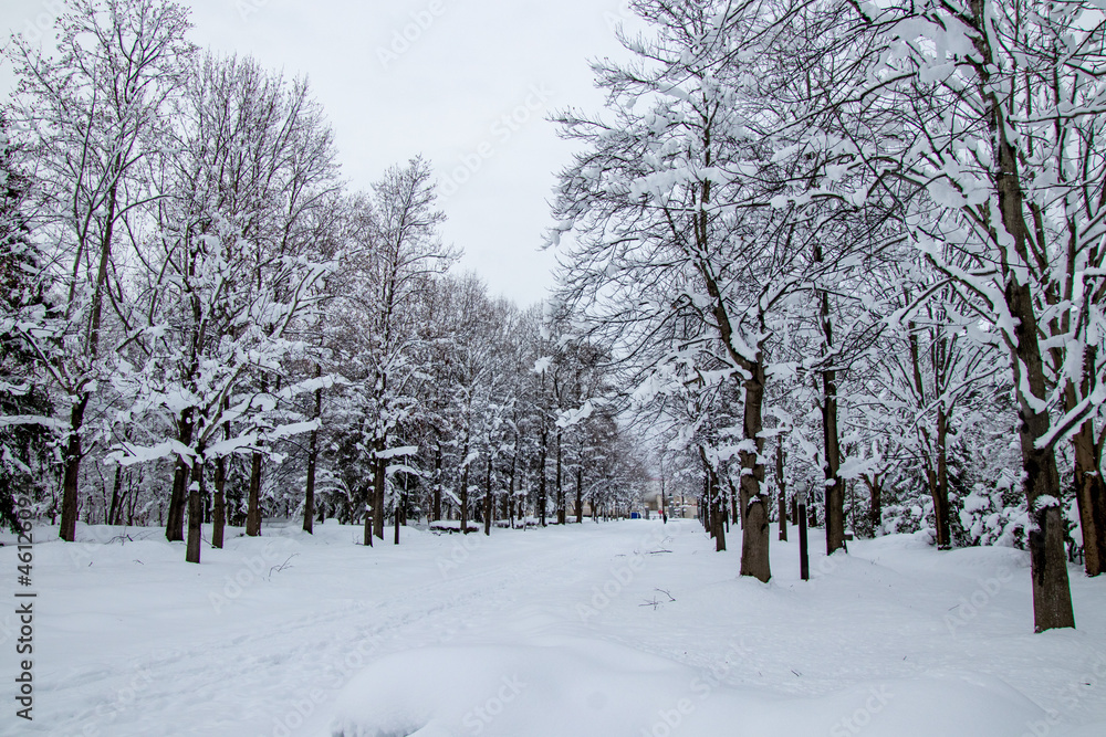 綺麗に雪化粧した公園