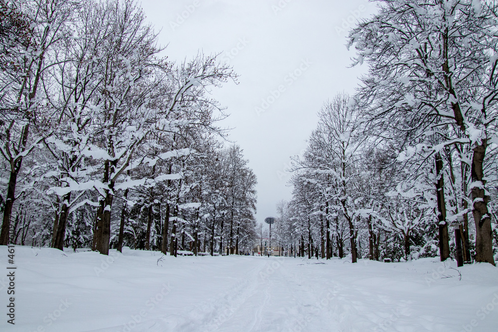 綺麗に雪化粧した公園 綺麗に雪化粧した公園