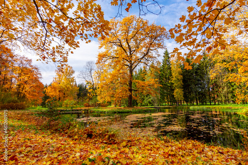 Autumn foliage in Catherine park  Tsarskoe Selo  Pushkin   St. Petersburg  Russia