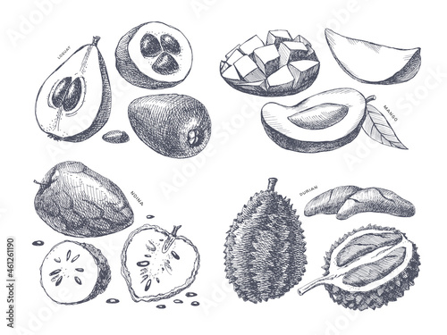Set of hand-drawn durian, mango, loquat, noina. Dessert and exotic fruits, sliced and whole. Organic food concept. Can be used for your design. Vintage botanical illustration.