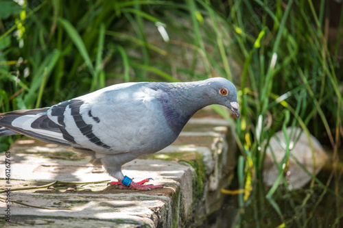 Ringed carrier pigeon by the garden pond